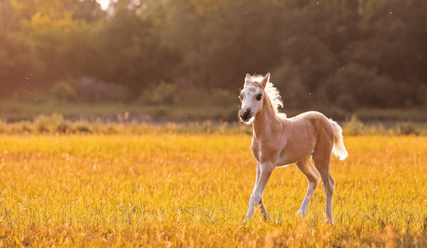 Kuva varsasta unessa 