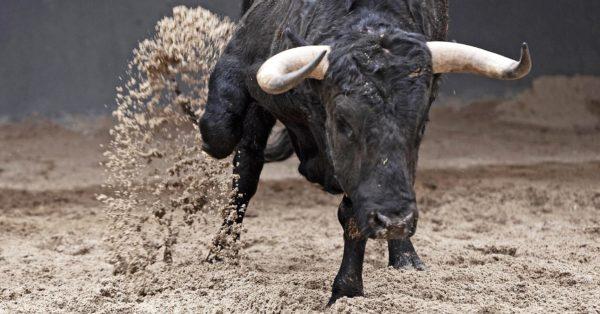 Miksi vihainen sonni unelmoi 