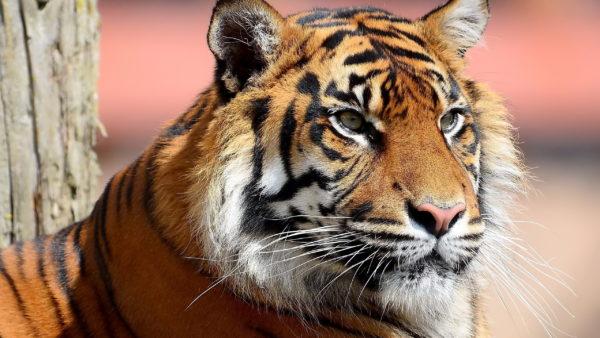 Miksi tiikeri haaveilee 