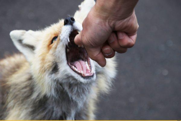 Miksi haaveilla ketun puremasta 