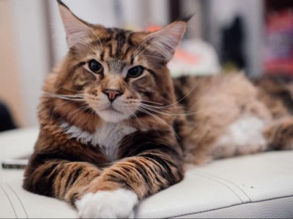 Miksi iso kissa haaveilee  