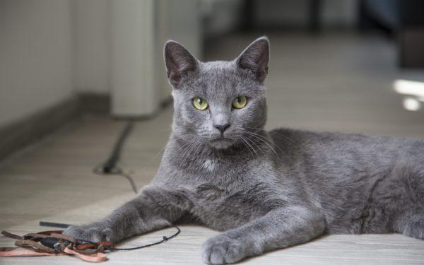 Miksi harmaa kissa haaveilee 