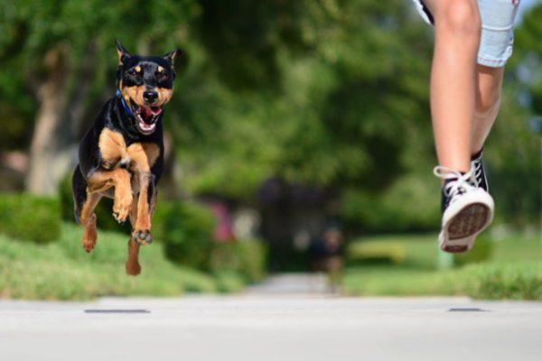 Miksi unelma koiran pakenemisesta 