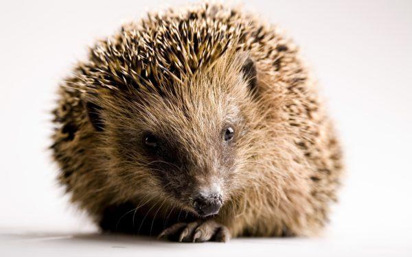 Miksi siili haaveilee 