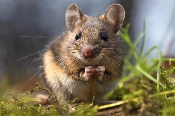 merkkejä siitä, mitä hiiret näkyvät talossa 