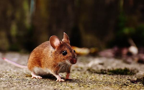 merkki hiirestä asunnossa 