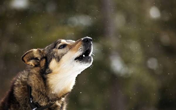 miksi koira ulvoo pihalla 