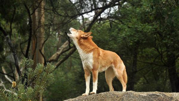 koira ulvoo mitä se on 