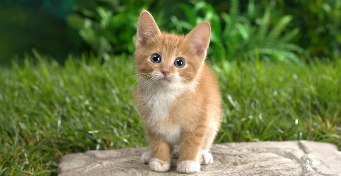 Kuinka australialaiset kissat maksavat