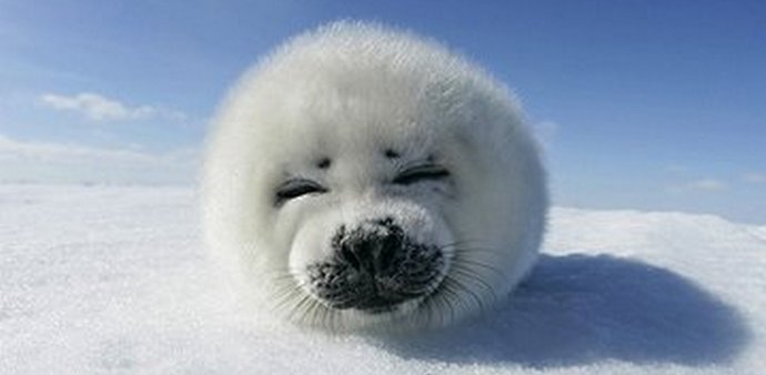 Kuinka pieni Grönlannin hylje pelastettiin