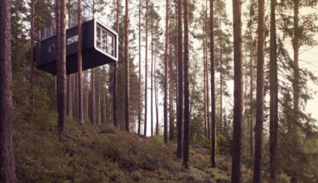 Kuinka puut puhuvat meistä