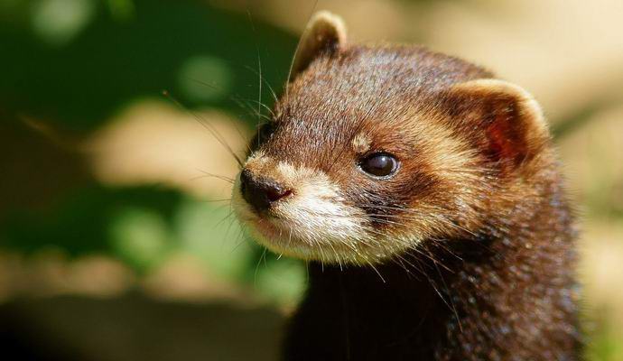 Kuinka fretti käytti törmäyslaitetta