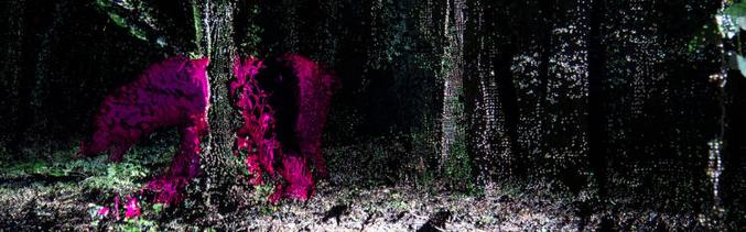 Entäkö käveleminen esihistoriallisen metsän läpi?