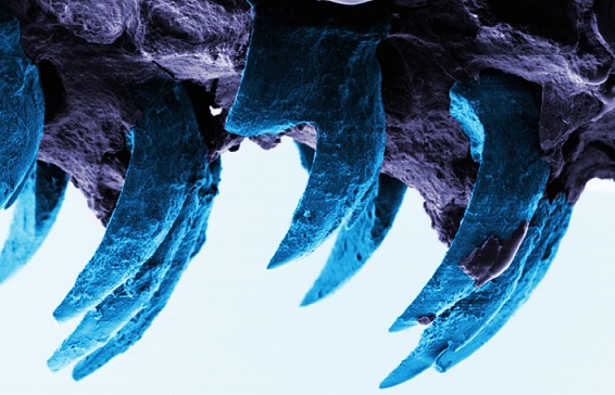 Mikä materiaali on maapallon kestävinä, tutkijat ovat löytäneet