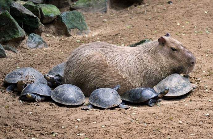 Capybara on mystisesti houkutteleva jyrsijä, jota kaikki rakastavat.