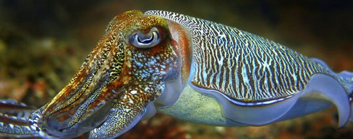 Seepia - merikameleonit