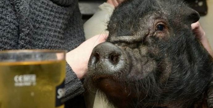 Kääpiösikaa Lontoon pubissa ei enää kaadeta