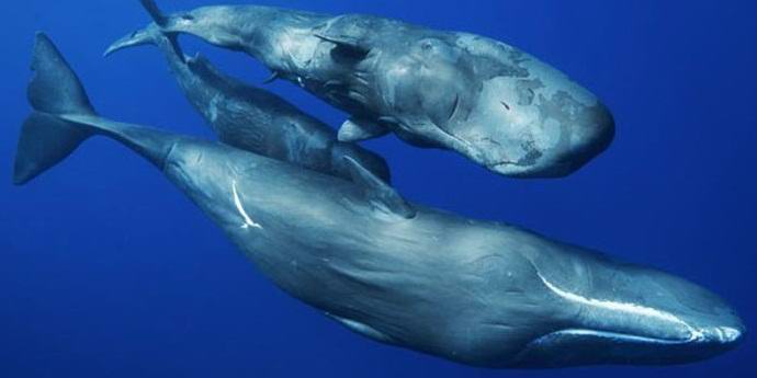 Spermavalaat käyttävät erilaisia ​​murreita ja niillä on oma kulttuurinsa.