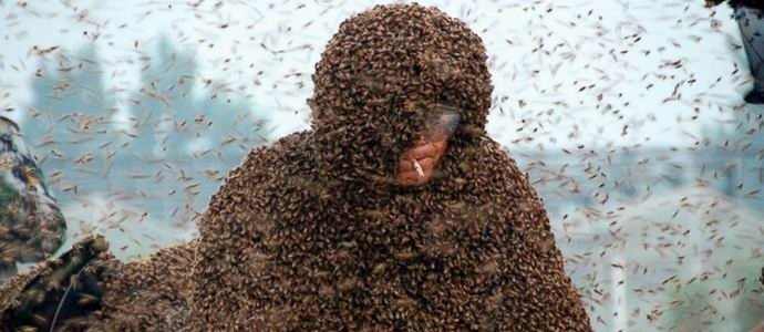 Kiinalaiset ovat vapaaehtoisesti kiinni miljoonan elävän mehiläisen kanssa