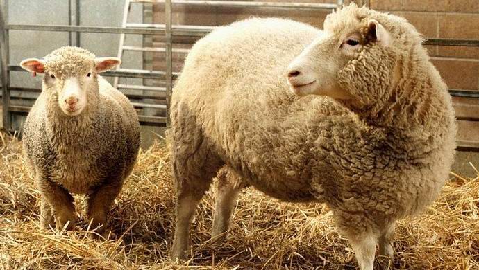 Kiinalaiset alkavat kaupallisen eläinten kloonauksen