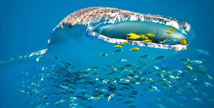 Valahaista tuli Internetin tähti, joka nauttii kalaverkosta.