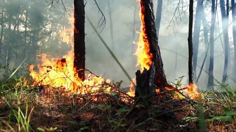 Kuka hyötyy metsäpaloista, tutkijat sanoivat