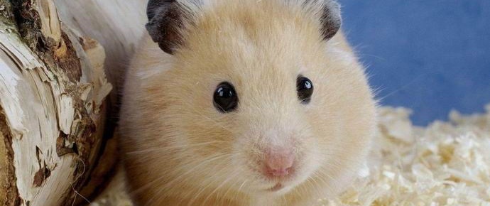 Korealainen opettaja söi hamsterin lasten edessä