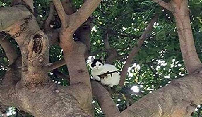 Kissa kiväärin kanssa kauhistutti amerikkalaista