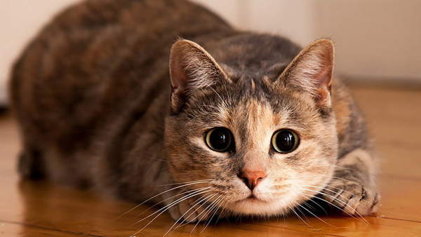 kissan taloon liittyviä merkkejä 