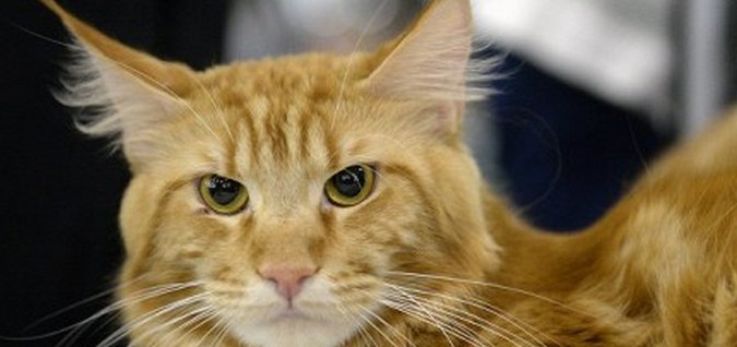 Kissat luottavat silmiin enemmän