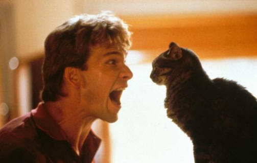 Kissat todella näkevät jotakin, jota ihmisen silmät eivät pääse käsiksi