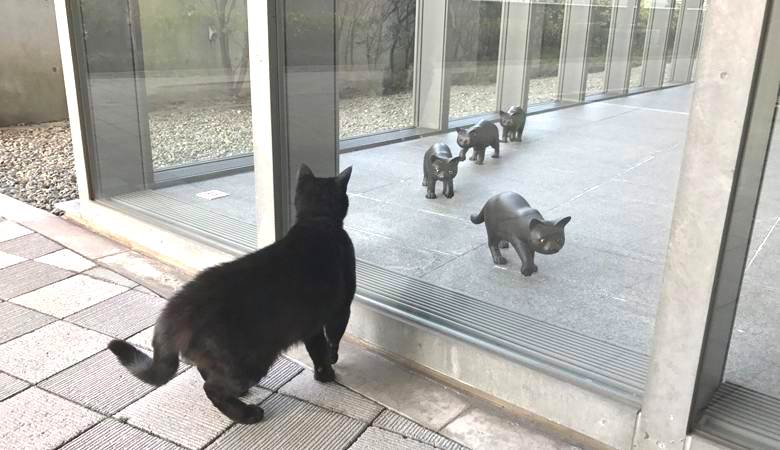 Kissat yrittävät jostain syystä päästä japanilaiseen museoon