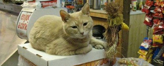 Cat Stubbs - ensimmäinen kissa-pormestari maailmassa