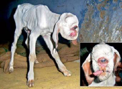 Kyklooppilapset syntyivät pienessä intialaisessa kylässä