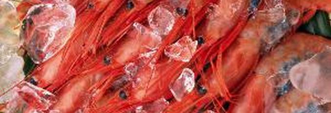 Katkarapu meni aurinkopaneeleihin