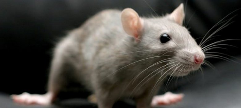 Rotta voi pelotella paitsi ihmistä myös kissaa