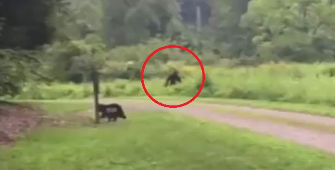 Pieni koira pelotti isojalkaa