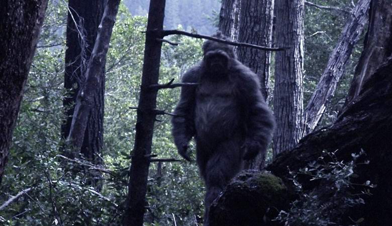 Joku, mahdollisesti yeti, tuli lähelle videoloukkua metsässä