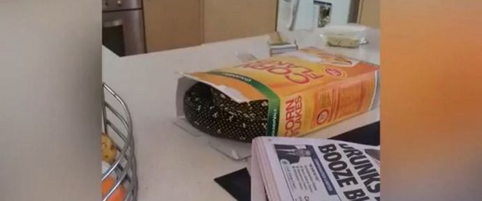 Osta Python maissihiutaleiden sijaan