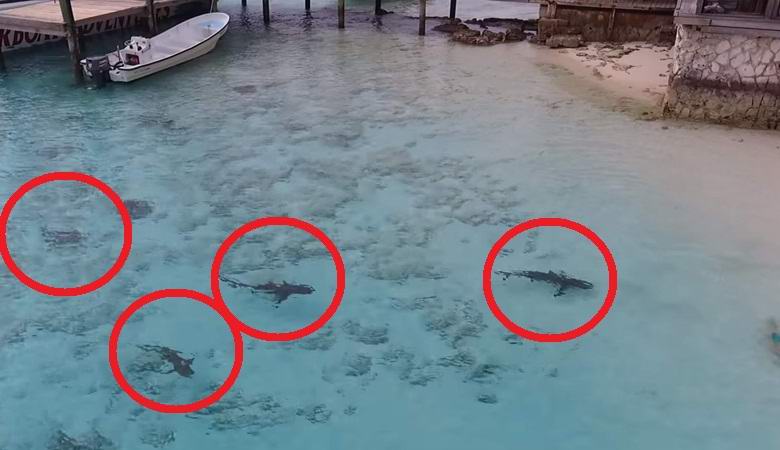 Nelikopteri pelasti pojan haiden hyökkäykseltä