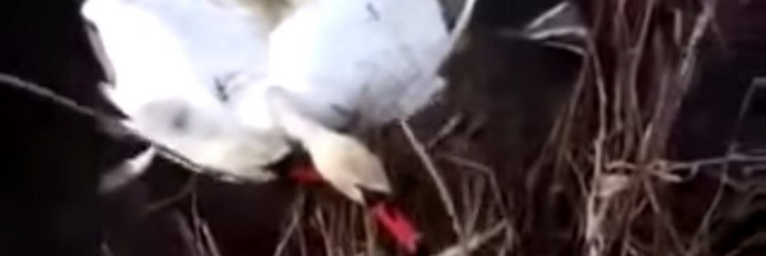 Joutsenet voivat takertua kaulaansa ja ... hukkata