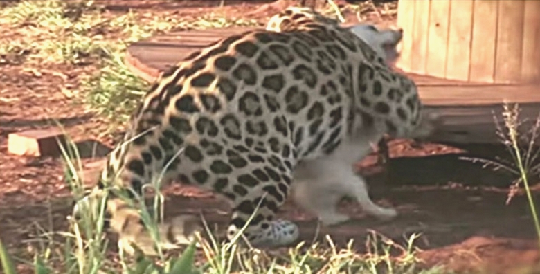 Leopard ei selviydy kotikoirista aina