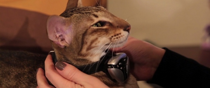 Parhaat pienoisohjelmat kissoille tai heidän omistajilleen?