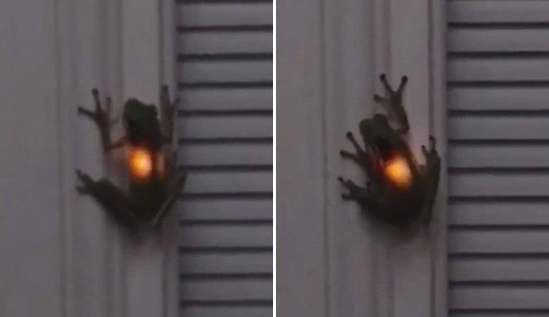 Sammakko nielahti takkaperhon ja syttyi yksinään