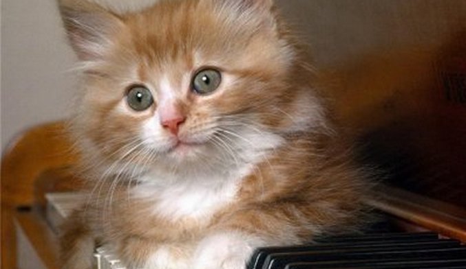 Pidäkö kissat klassisesta musiikista?