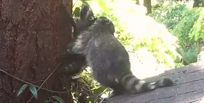 Äiti pesukarhu antaa ensimmäisen oppitunnin vauvalle