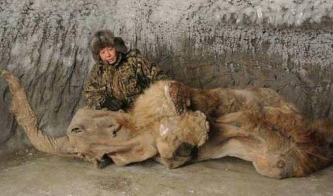 Ovatko mammutit edelleen elossa?