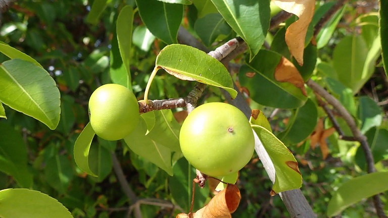 Mancinellapuu - maan vaarallisin kasvi