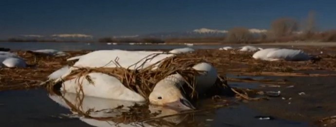 Kuolleet hanhet - amerikkalaisten päällä