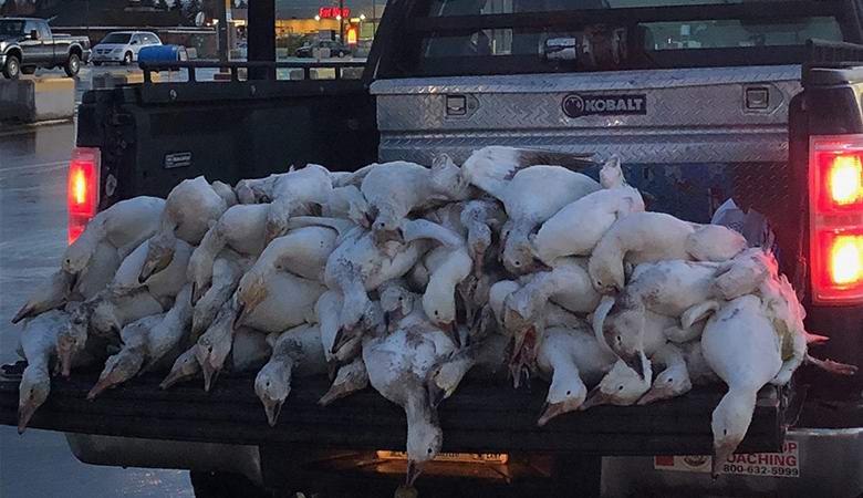 Kuolleet hanhet alkoivat yhtäkkiä pudota taivaalta Idahossa